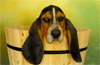 Conseils pour acheter un chiot