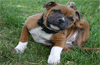 Comment traiter votre animal contre les puces ou tiques