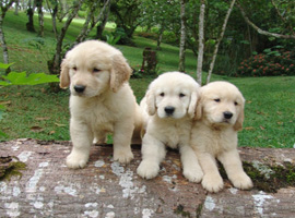 Bien choisir son elevage & bien choisir son chiot
