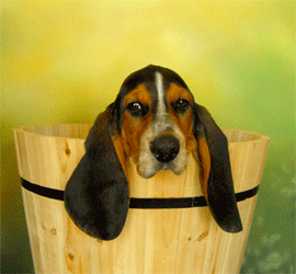 Photos de chiens