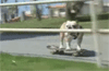 Video marrante - gag avec des chiens