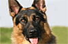 Photos Berger Allemand