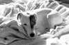 Photos de Jack Russell